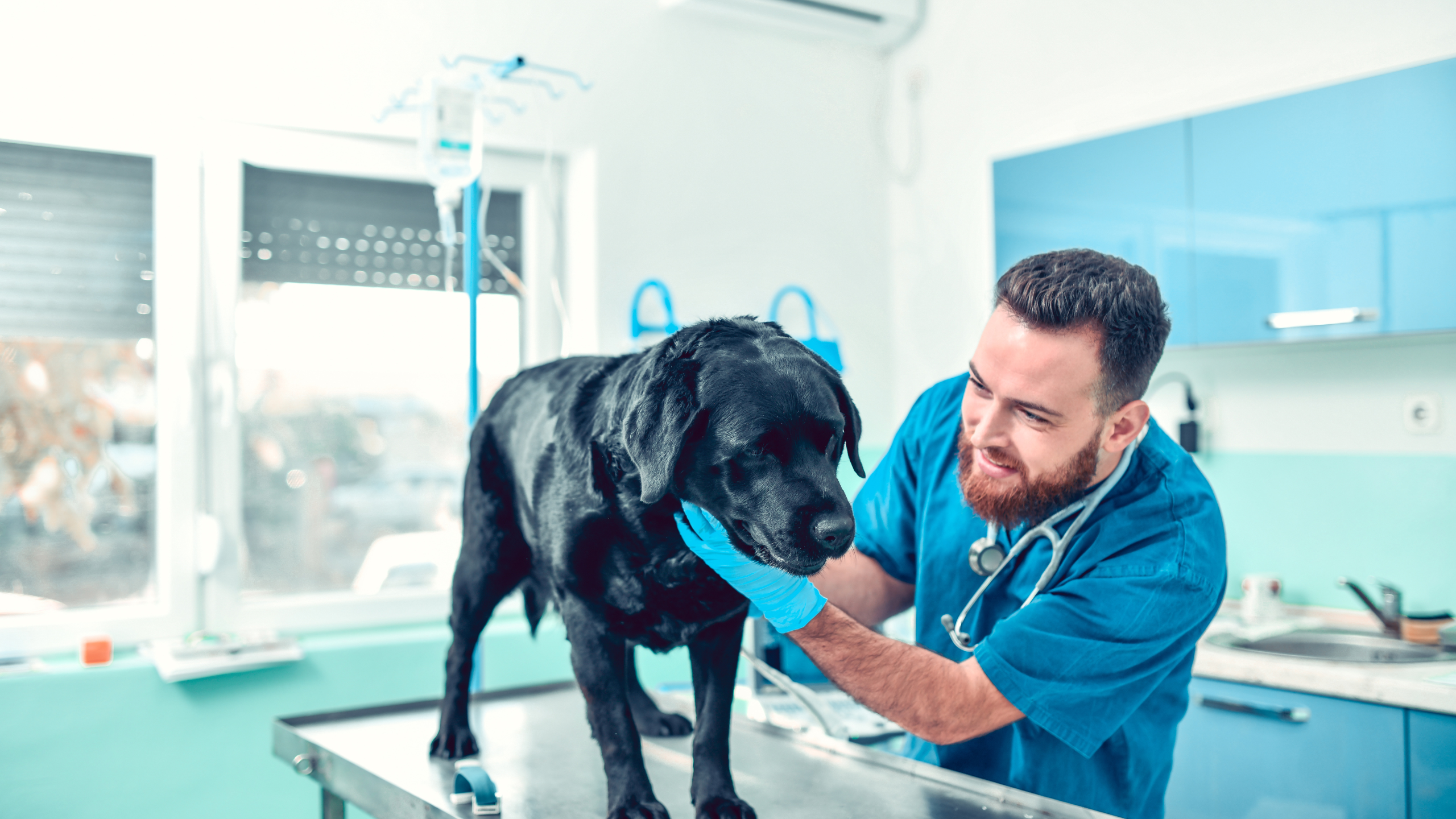Periodic health and safety training for employees in the position of VETERINARIAN